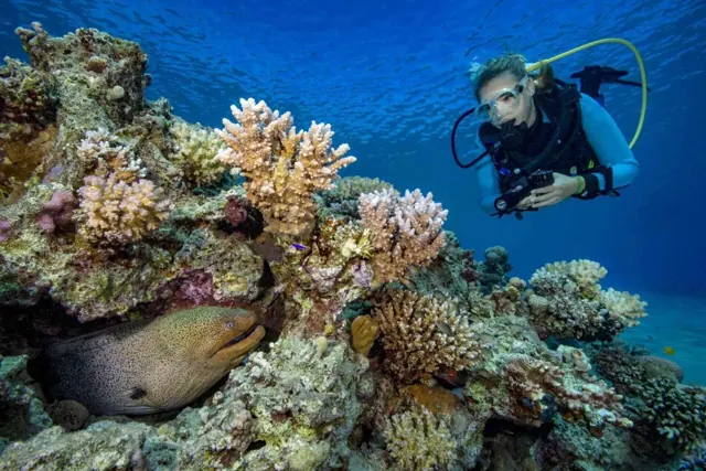 Plongeuse au-dessus d'un récif de corail