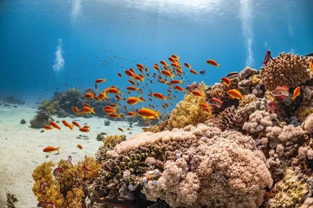 Snorkeling au-dessus des coraux de la mer Rouge