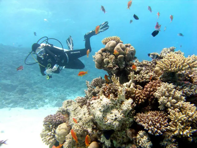 Île + Plongée à Hurghada — photo 2