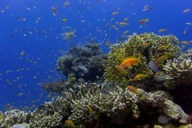 Île + Plongée à Hurghada — photo 5