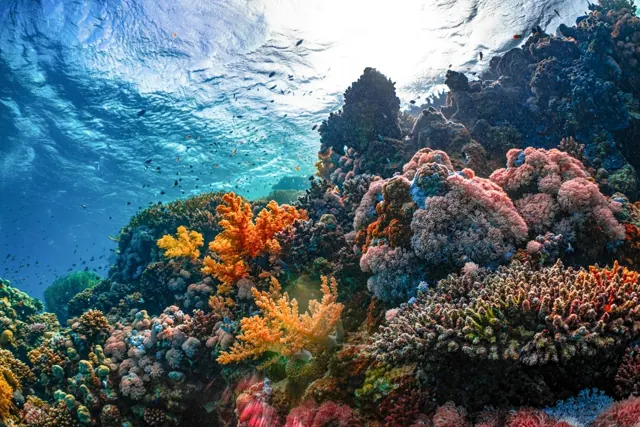 Île + White Island à Hurghada — photo 2