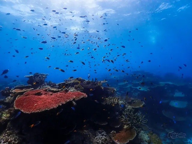 Île + White Island à Hurghada — photo 5