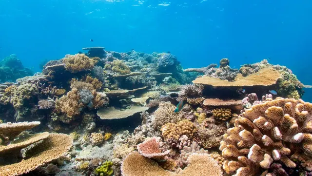 Île + White Island à Hurghada — photo 4