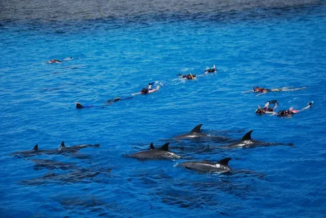 Nager avec les dauphins à Hurghada : en mer, en bassin ou en spectacle ?