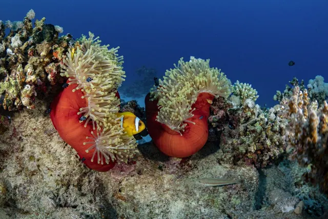Journée plongée sous-marine à Hurghada — photo 5