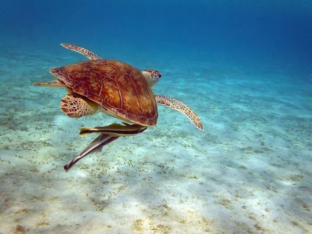 Marsa Alam depuis Hurghada : nager avec les tortues à Abu Dabbab