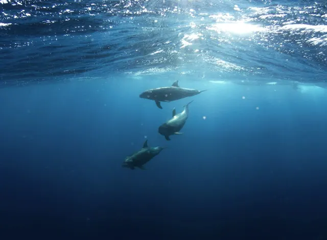 Nager avec les dauphins à Hurghada — photo 2
