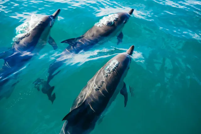 Nager avec les dauphins à Hurghada — photo 3