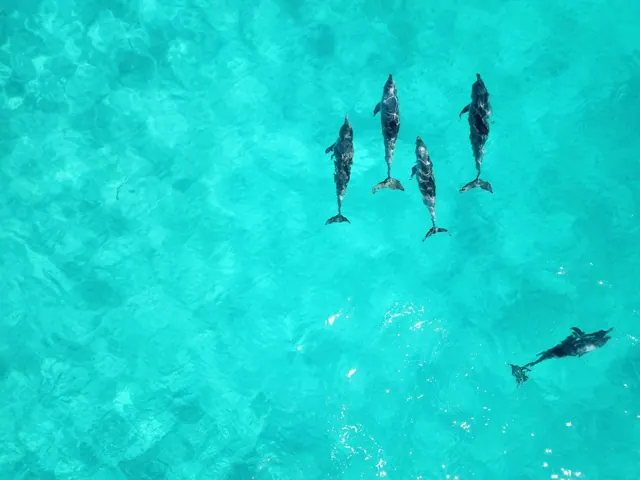 Nager avec les dauphins à Hurghada — photo 4