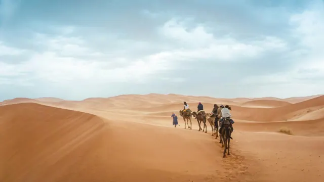Safari cheval