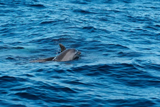 Shooting avec les dauphins à Hurghada — photo 2