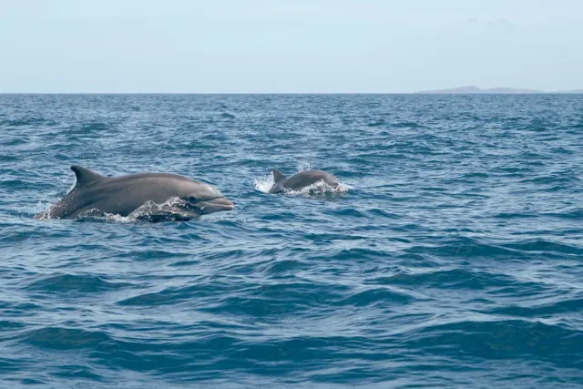 Shooting avec les dauphins à Hurghada — photo 3