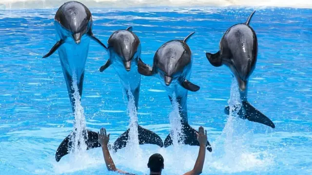 Spectacle de dauphins