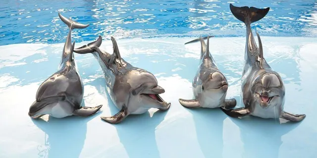 Dolphin show in Hurghada — photo 2