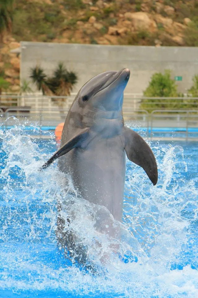Dolphin show in Hurghada — photo 4