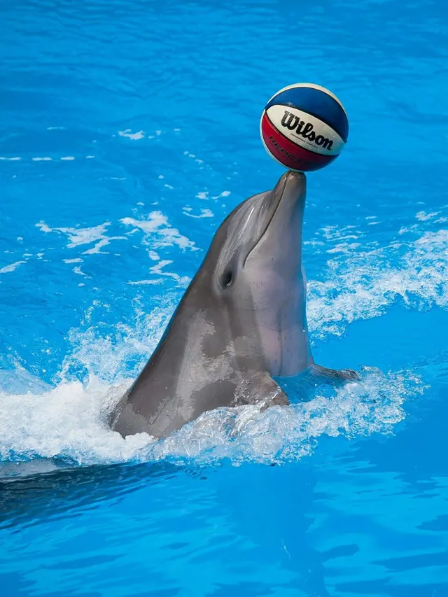Dolphin show in Hurghada — photo 5